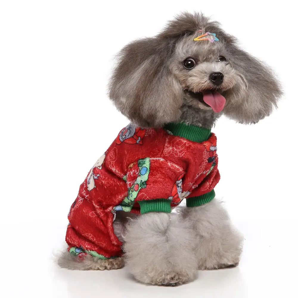 A groomed gray poodle wearing a red patterned sweater with green cuffs.