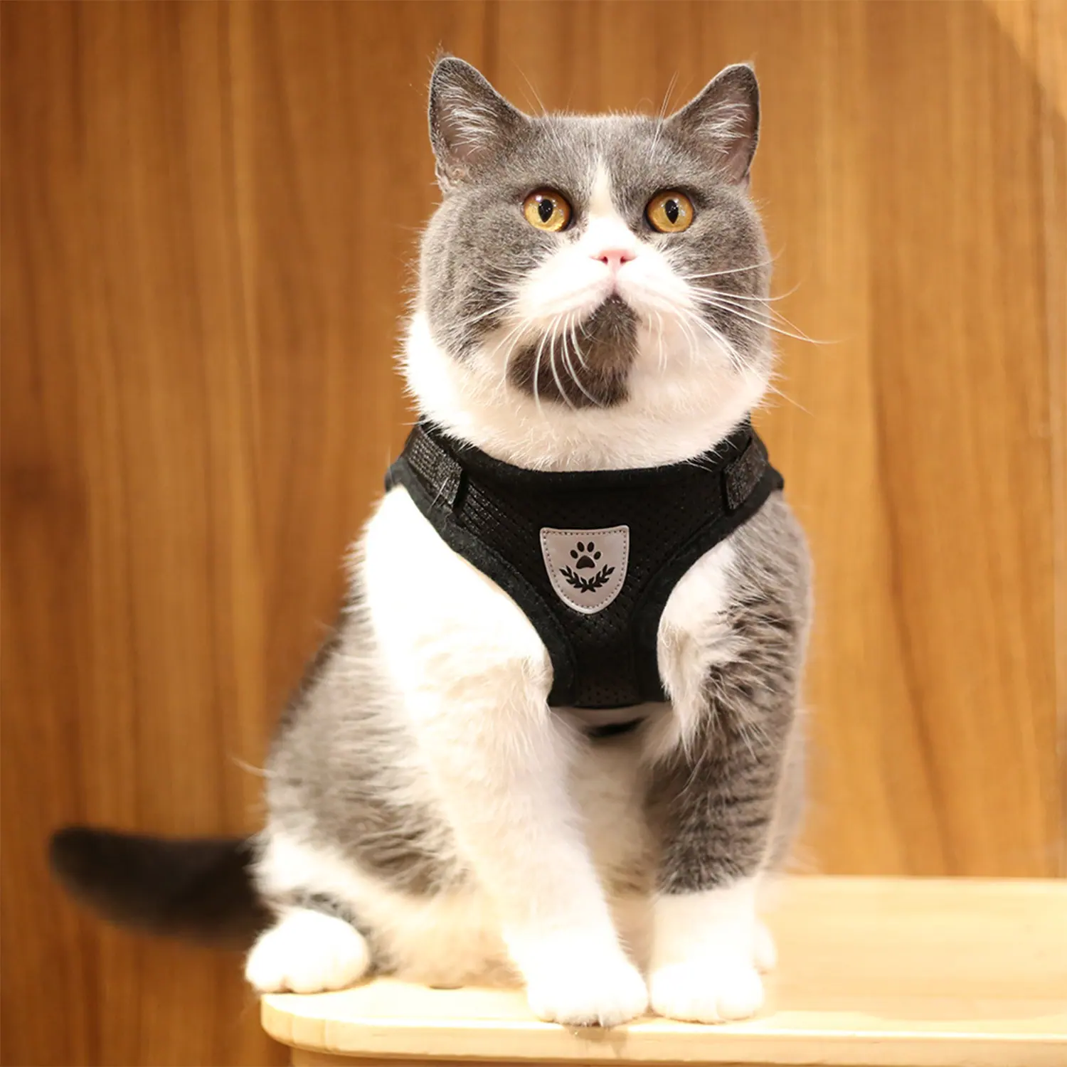 Grey and white cat sitting on a wooden surface wearing a black harness