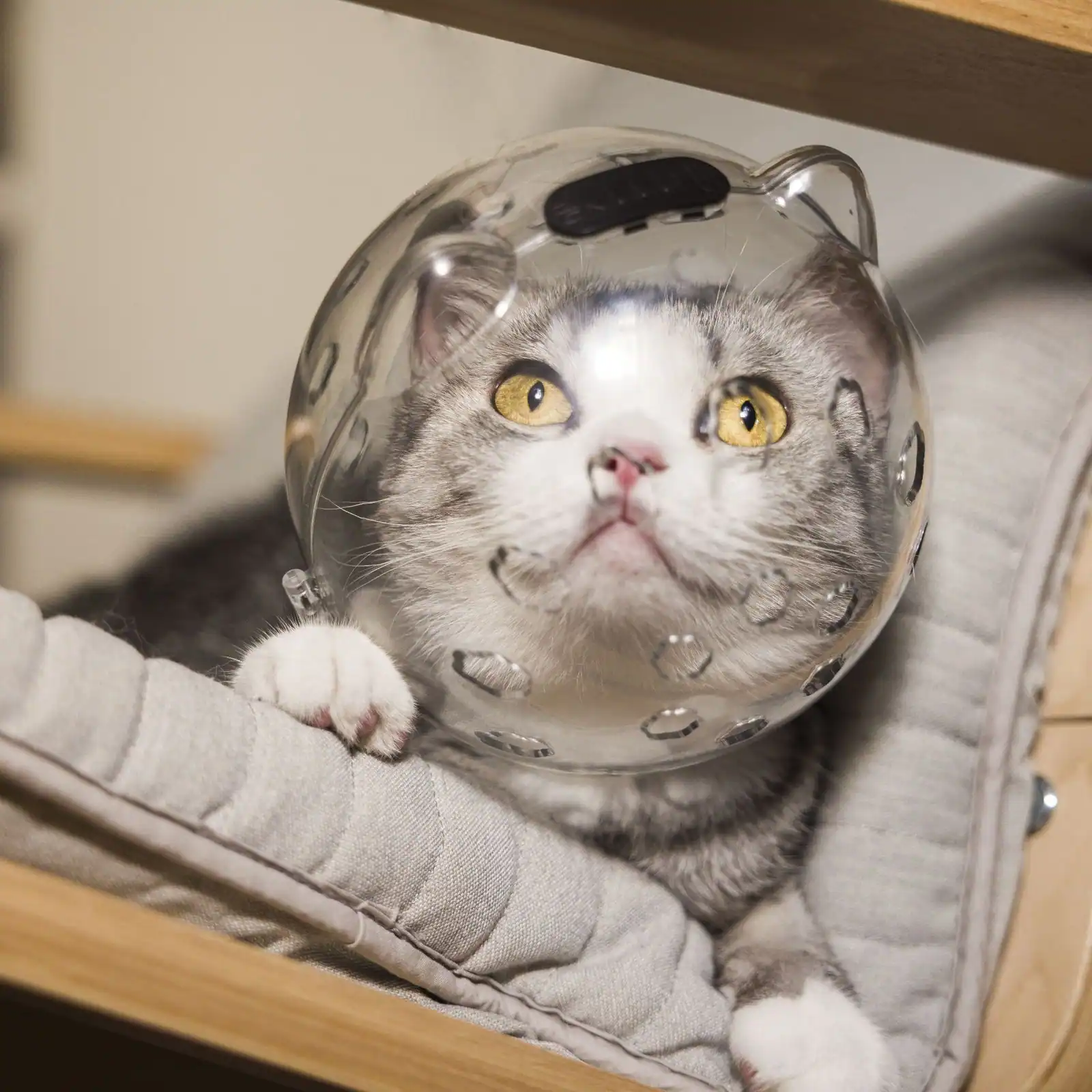 A grey and white cat wearing a clear protective head cone sitting in a bed.