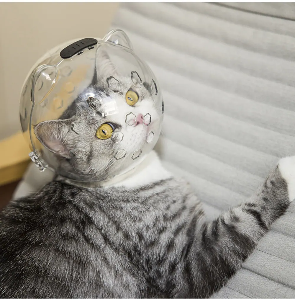 Grey tabby cat wearing a clear plastic bubble collar with breathing holes and cat ear shapes.