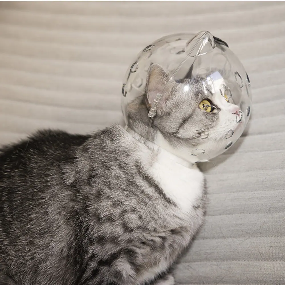 A grey and white cat wearing a clear plastic bubble headgear.