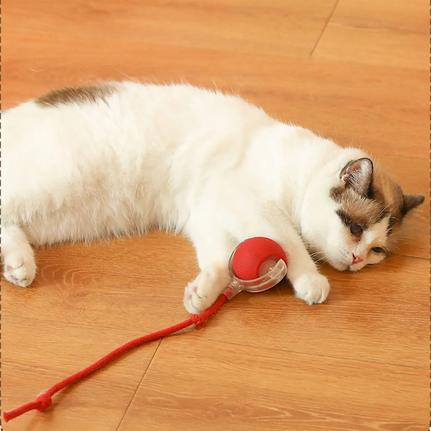 A white and brown cat lying on a wooden floor playing with a red ball toy on a string.