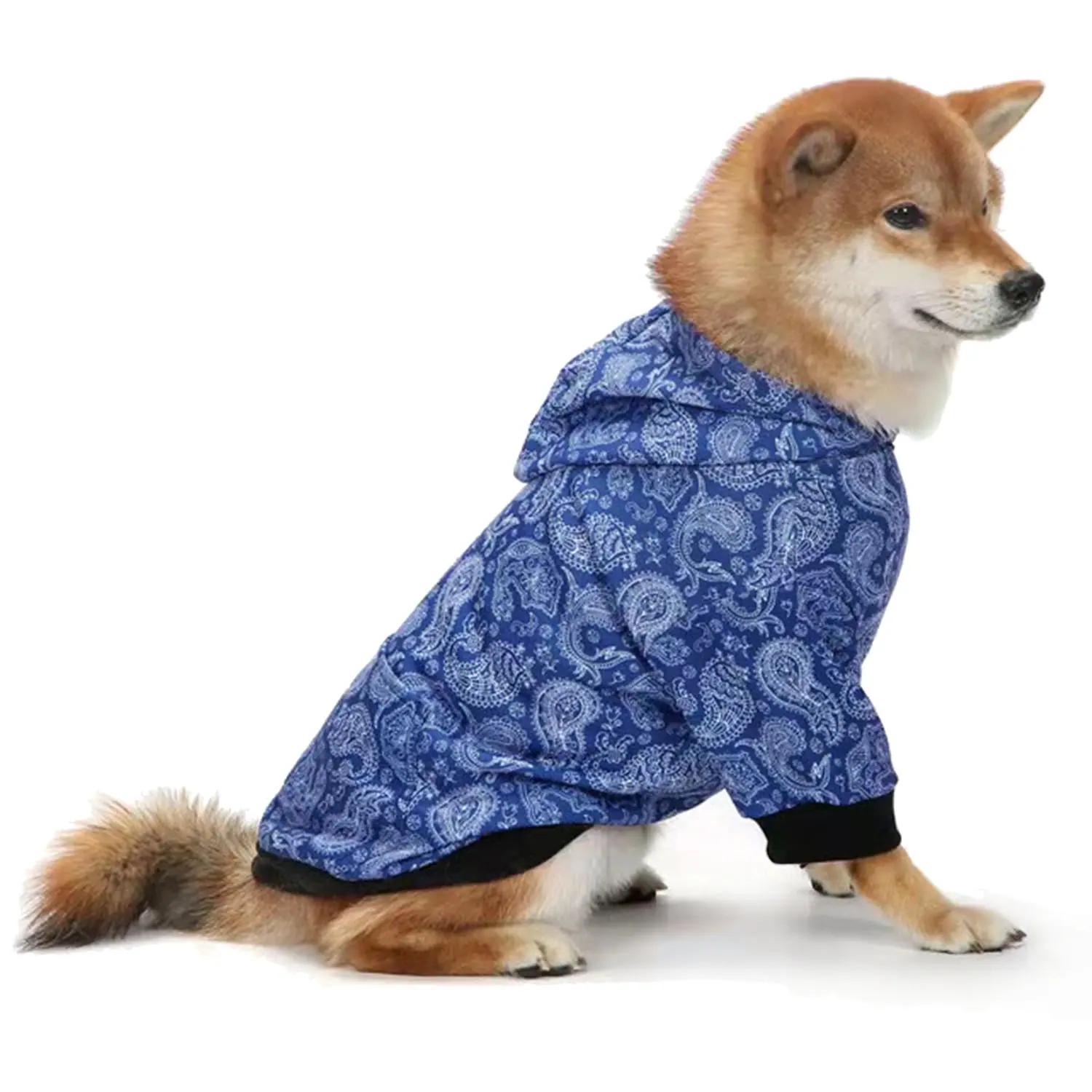 A brown and white dog wearing a blue paisley patterned hooded jacket sitting on a white background.