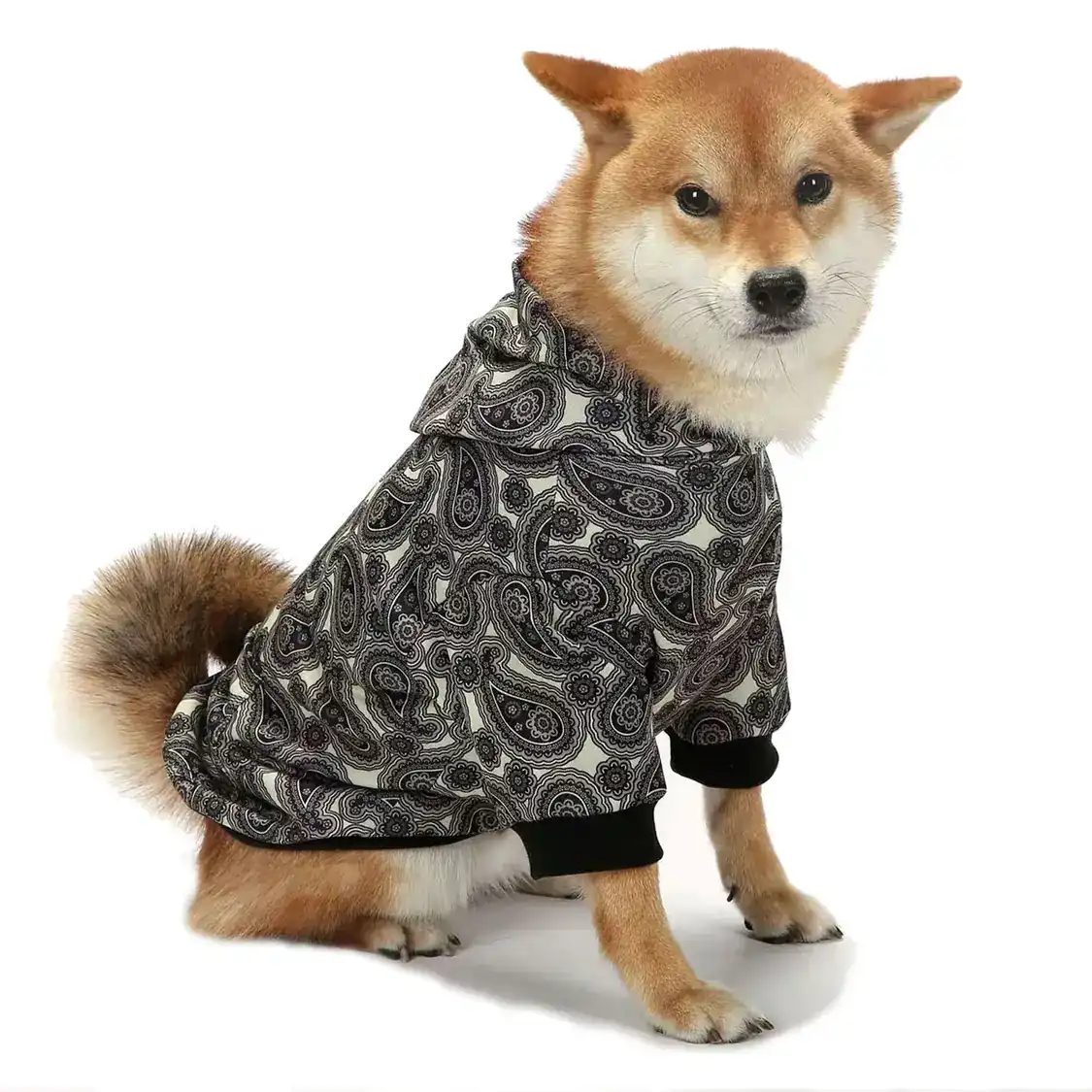Shiba Inu dog wearing a black and white paisley hooded jacket