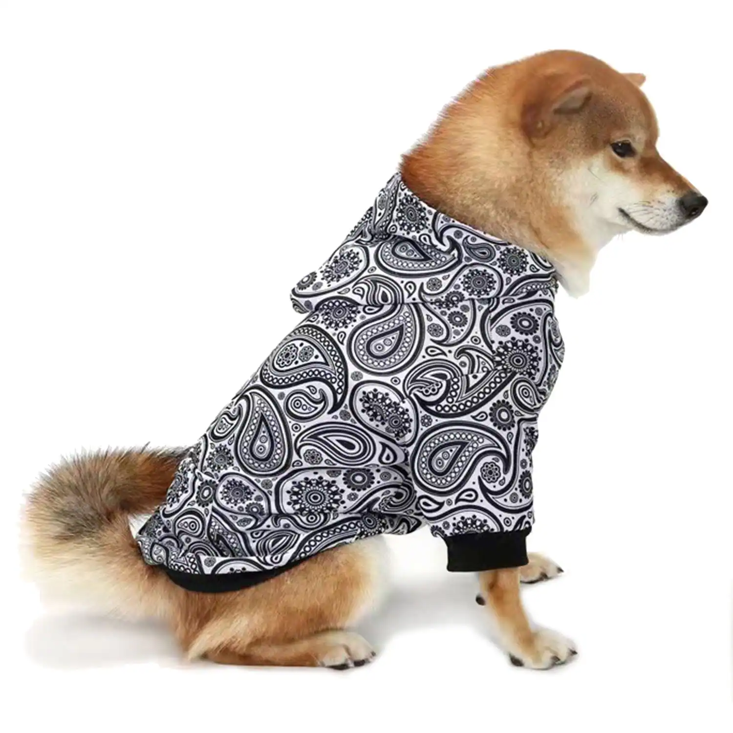 Brown and white dog sitting in profile wearing a black and white paisley hooded coat.