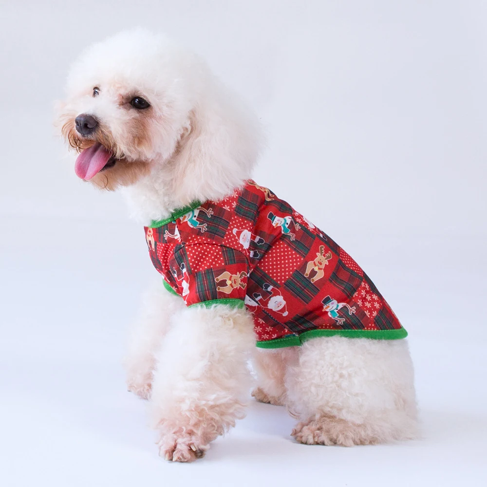 White poodle dog wearing a red plaid Christmas sweater with green trim
