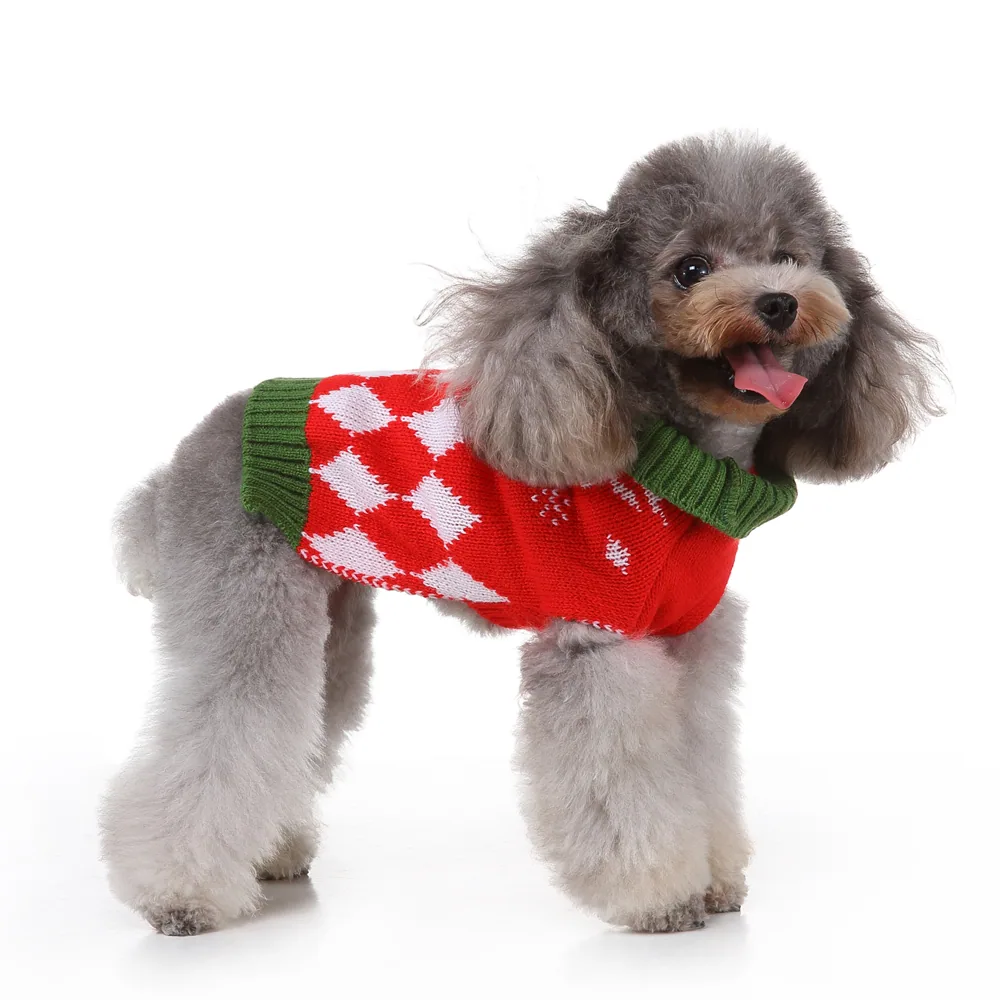 Gray poodle wearing a red and white patterned knit sweater with green cuffs and collar