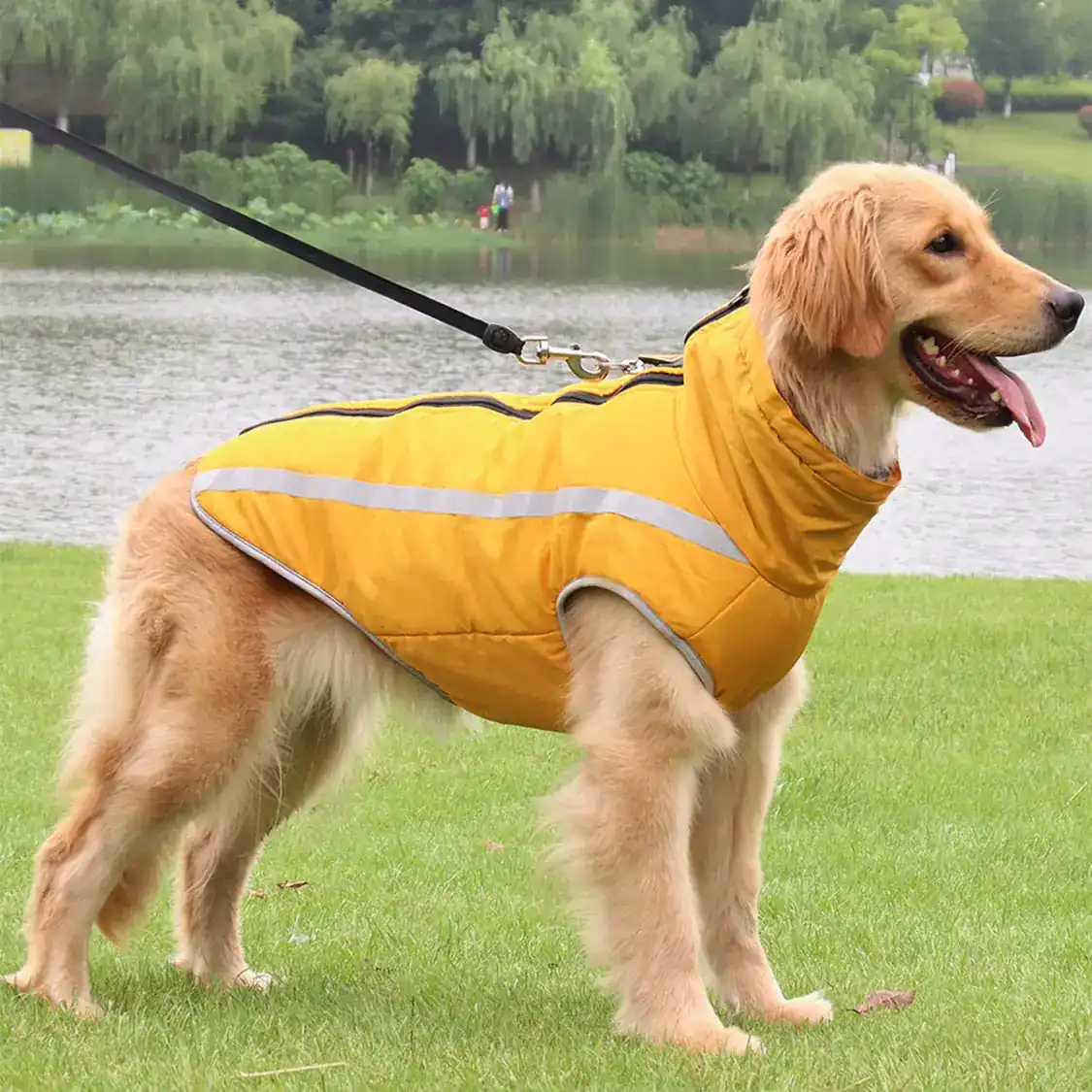 A golden retriever standing on grass by a lake wearing a yellow coat with reflective strips.