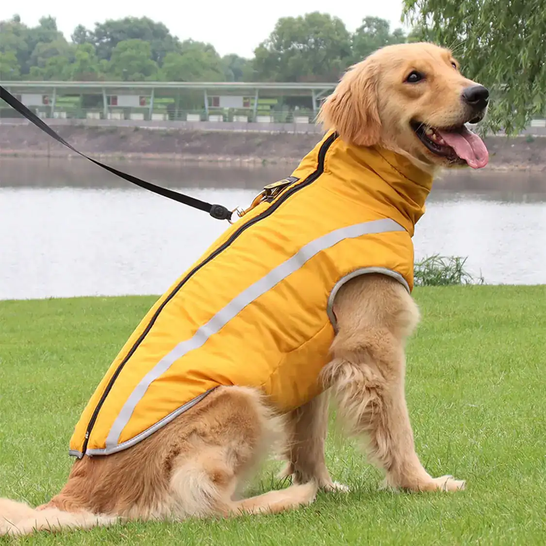 Golden retriever sitting on grass wearing a yellow reflective dog coat