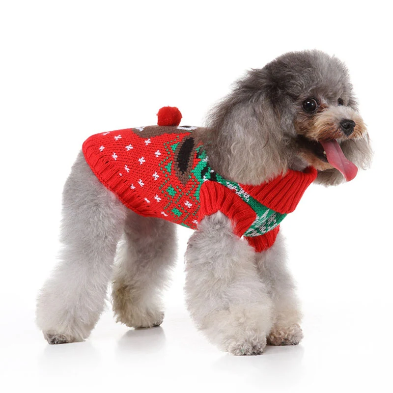 Grey poodle wearing a red Christmas sweater with green and white patterns on a white background