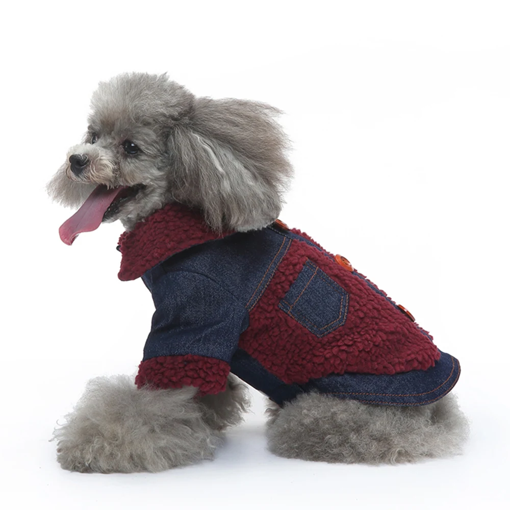 Grey poodle wearing a blue denim and red sherpa coat