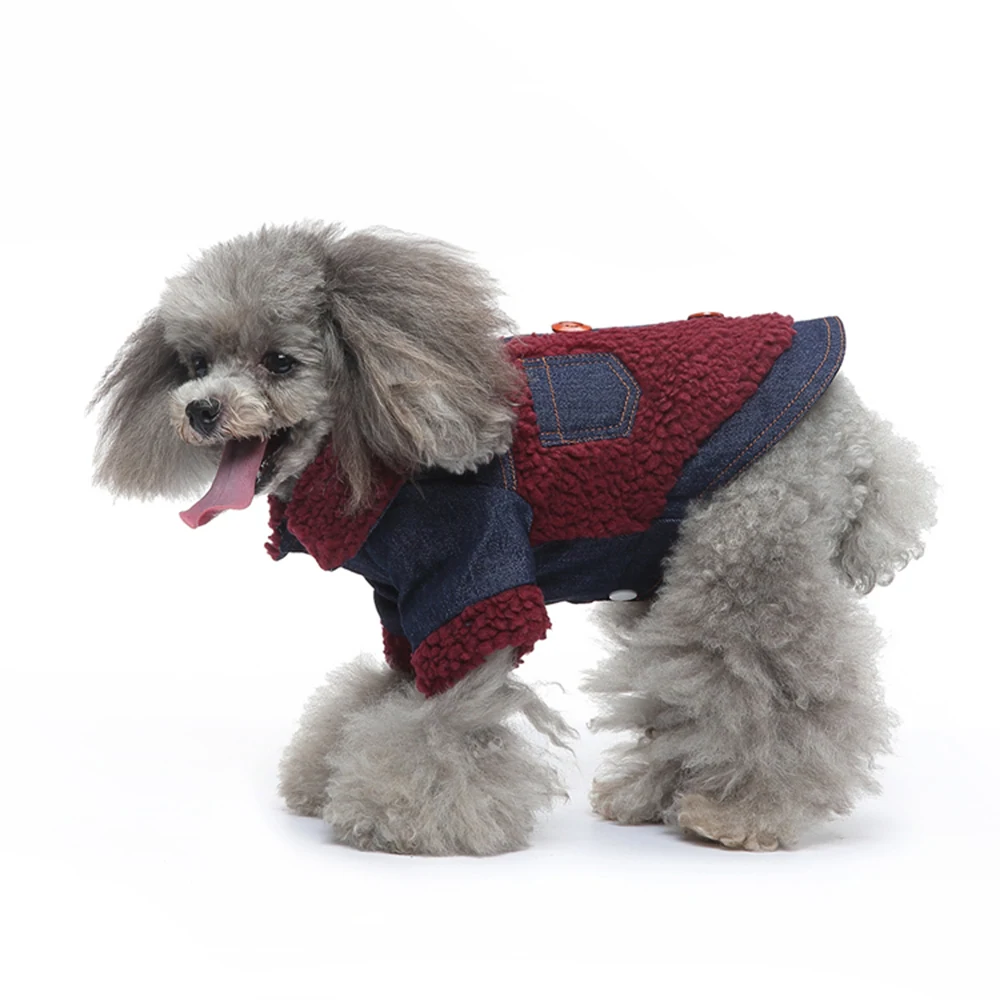 A grey poodle wearing a red and blue denim coat with fleece lining.