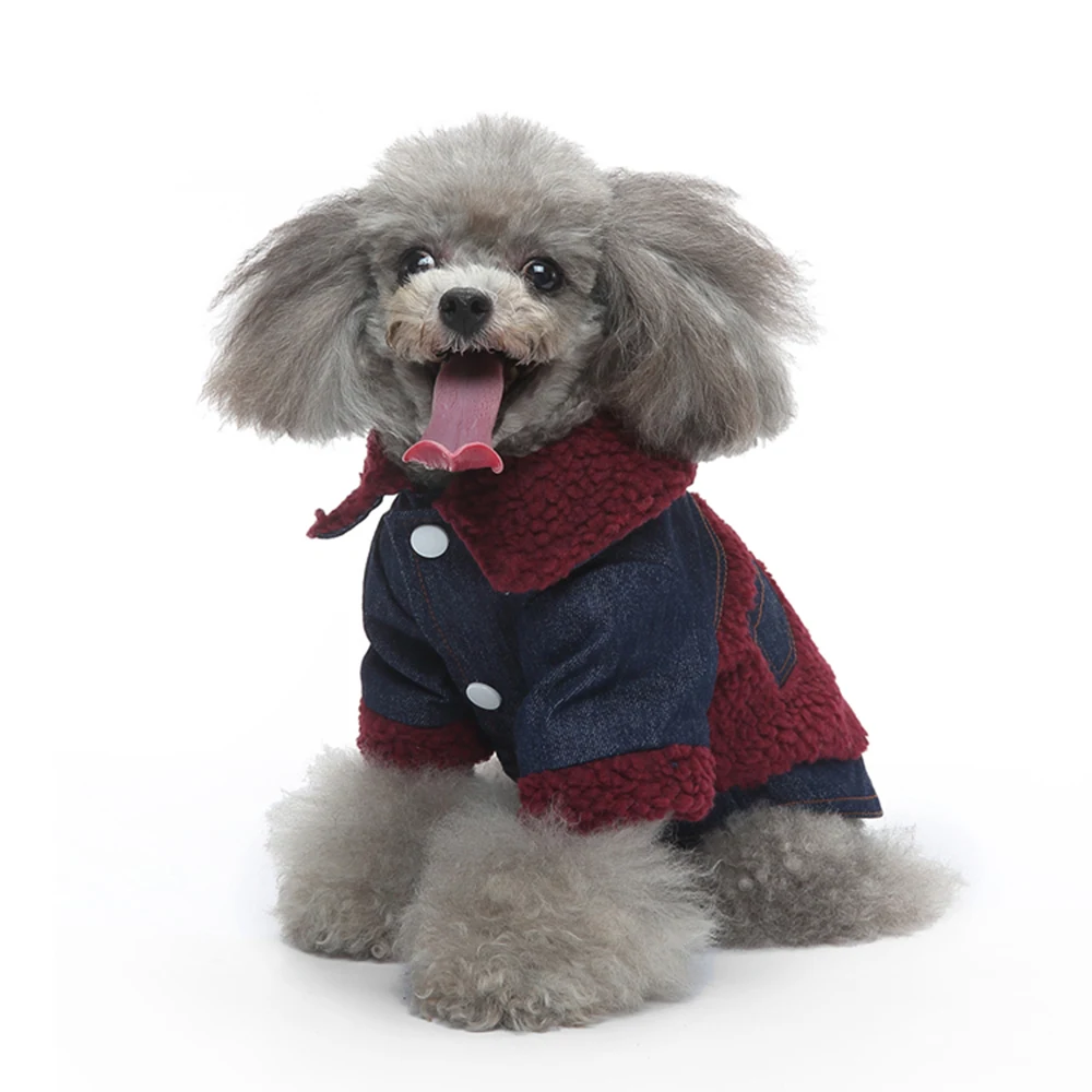 A gray poodle sitting against a white background wearing a navy and red sherpa-lined jacket.