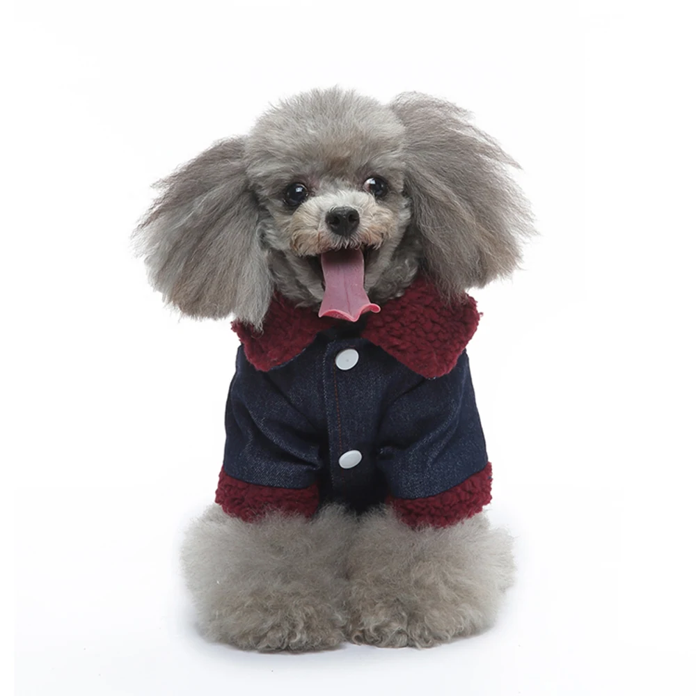 Gray poodle sitting on a white background wearing a denim jacket with red fleece lining.