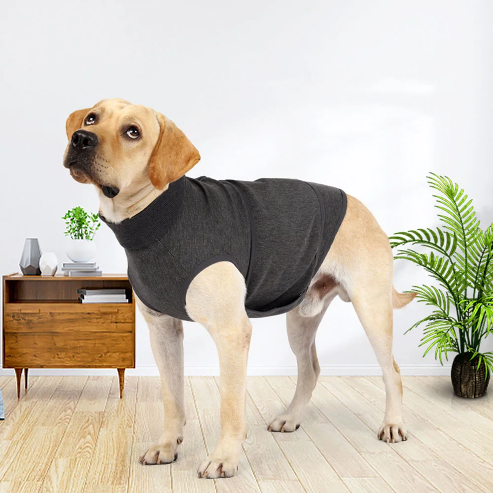A yellow Labrador Retriever wearing a dark grey turtleneck sweater in a modern living room setting.