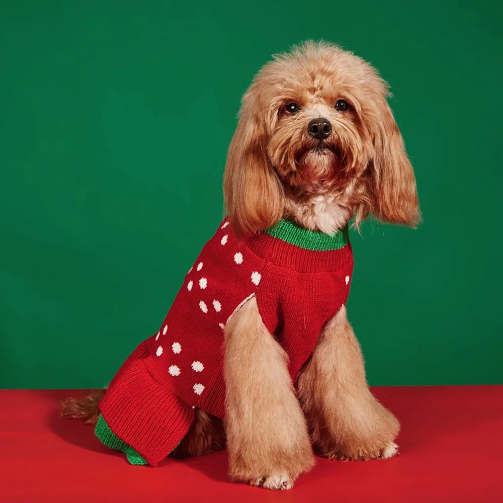 A fluffy tan dog wearing a red and white polka dot sweater with green trim.