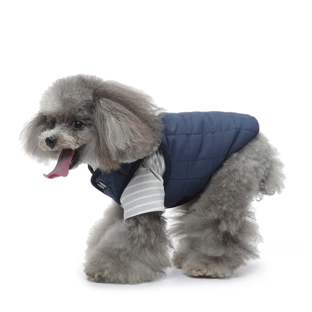 Gray poodle wearing a blue quilted vest with gray and white striped sleeves