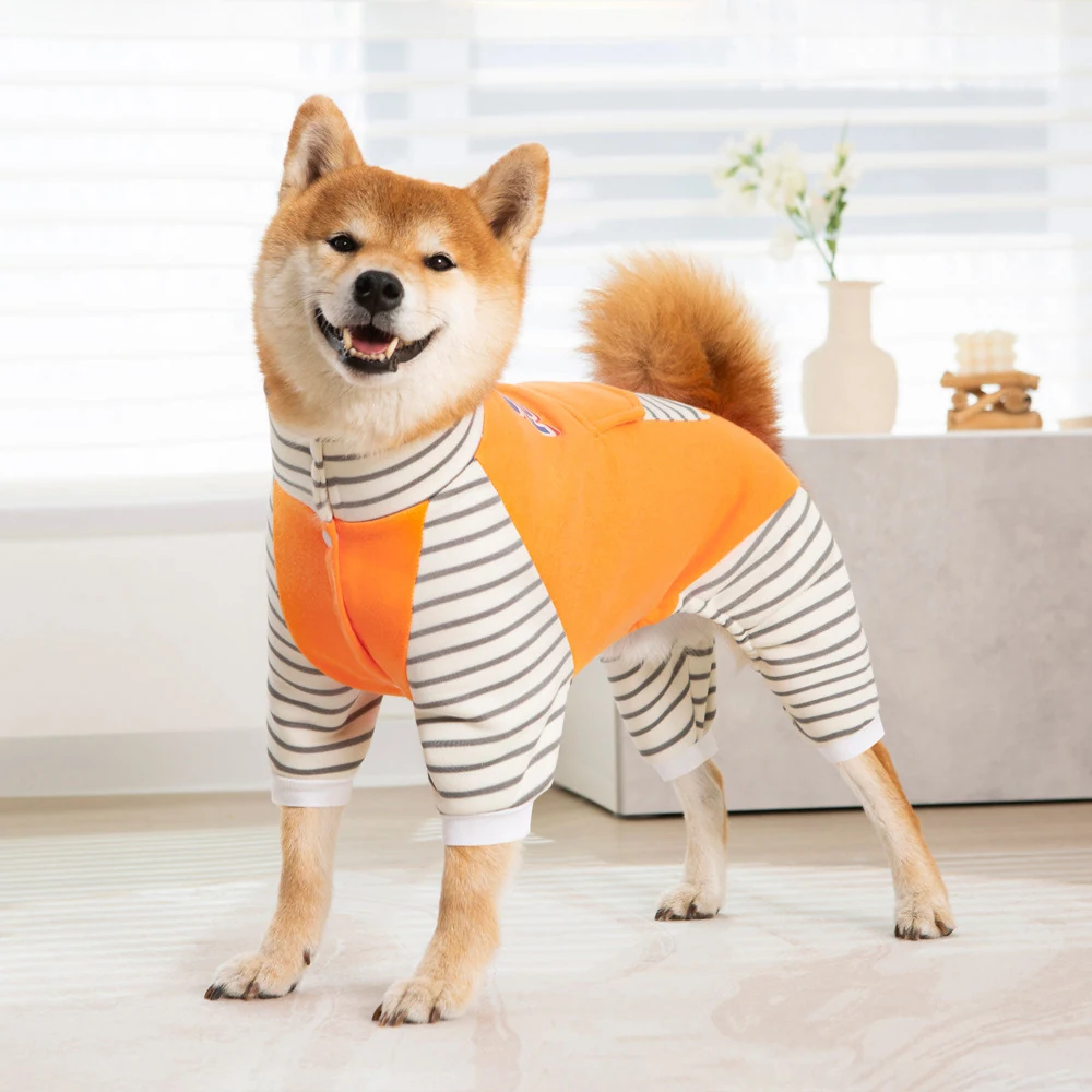 Shiba Inu dog wearing an orange and white striped full-body outfit