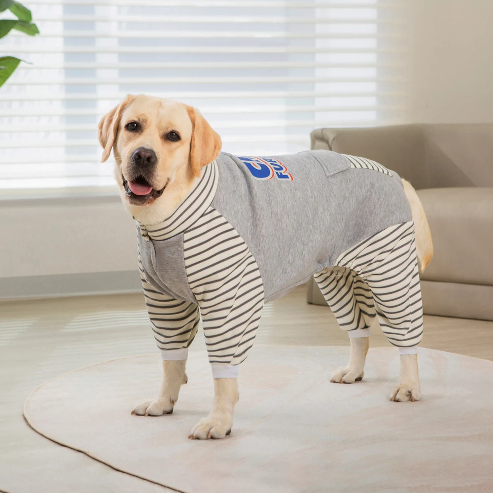 Yellow Labrador dog standing indoors wearing a grey and striped hooded sweatshirt