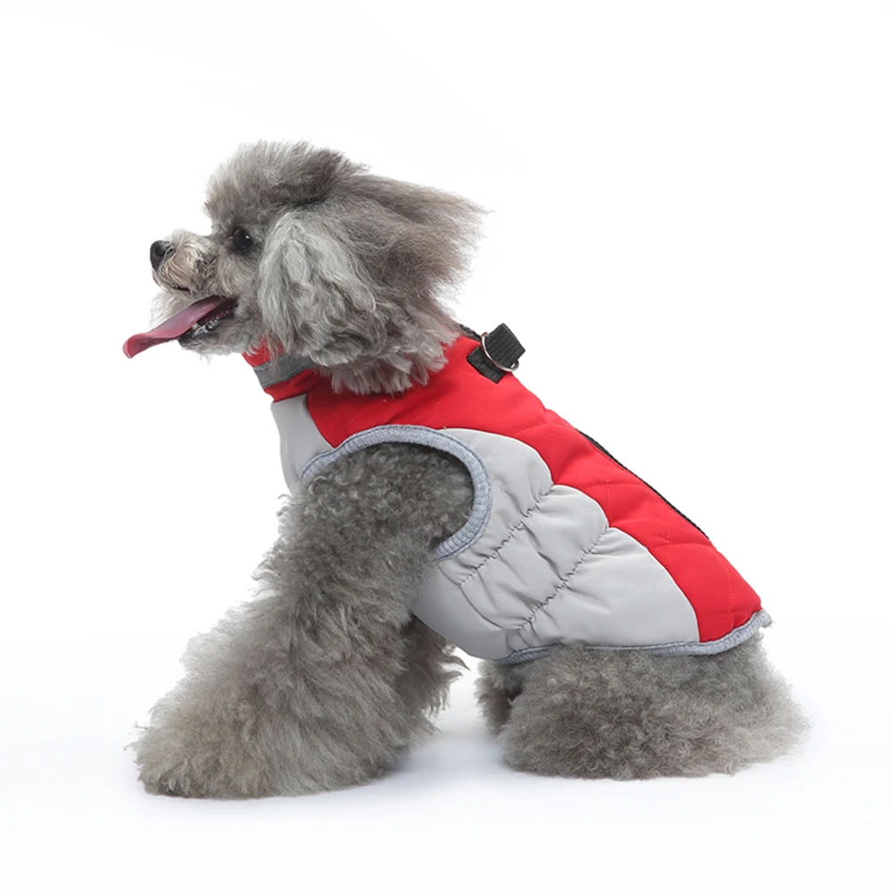 Grey poodle wearing a red and grey quilted vest