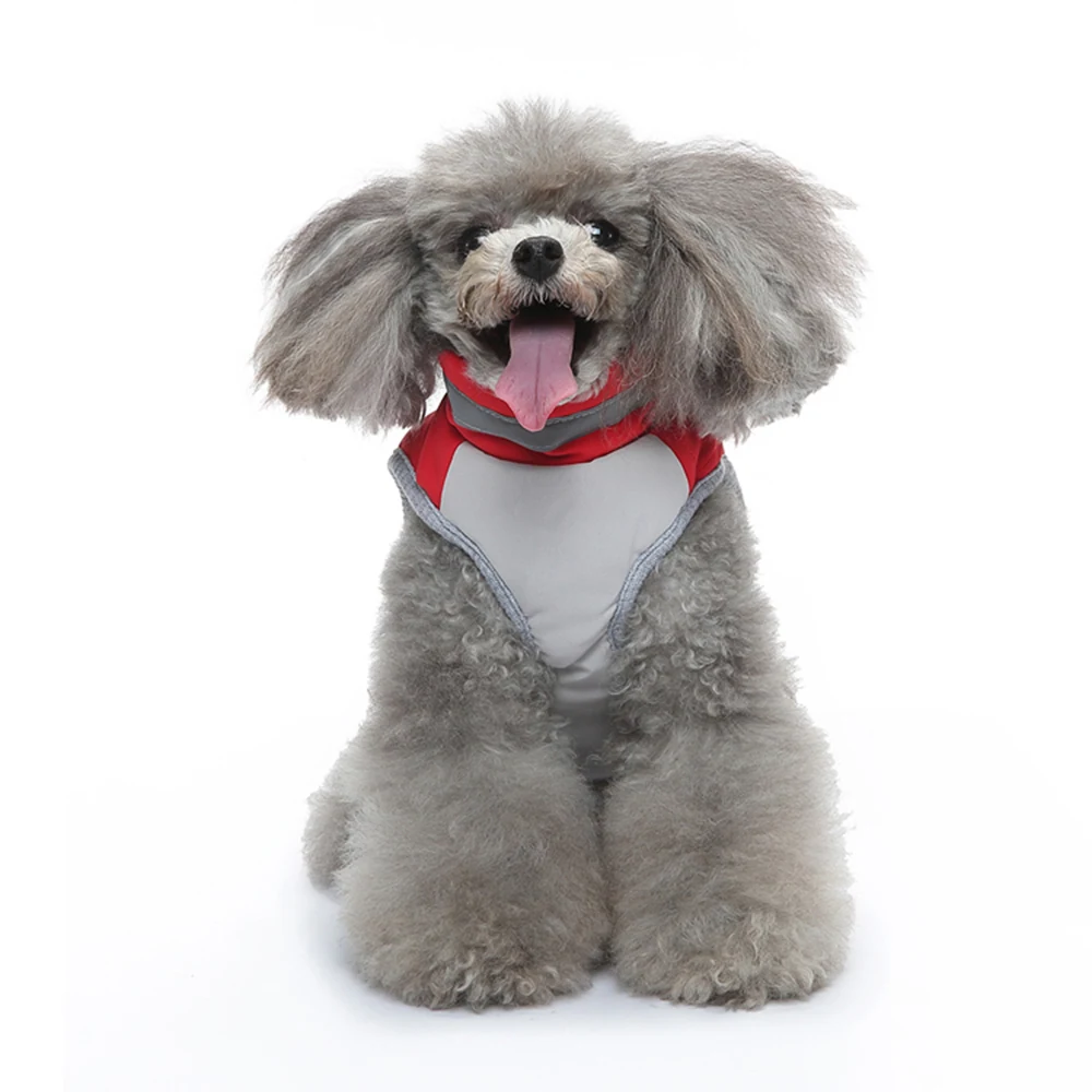 Grey poodle sitting on a white background wearing a red and grey harness.