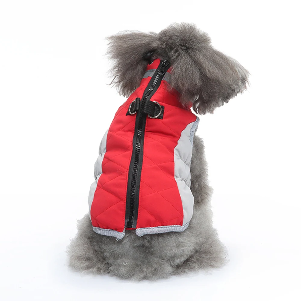 Gray poodle wearing a red and gray quilted vest with a black zipper and harness ring.