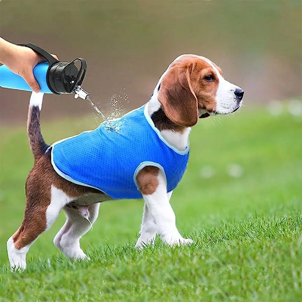 A beagle puppy wearing a blue cooling vest on grass while a person pours water on its back.