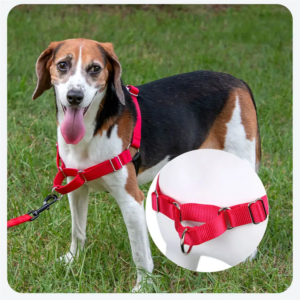A beagle wearing a red harness on grass, with a circular inset showing a close-up of the harness.