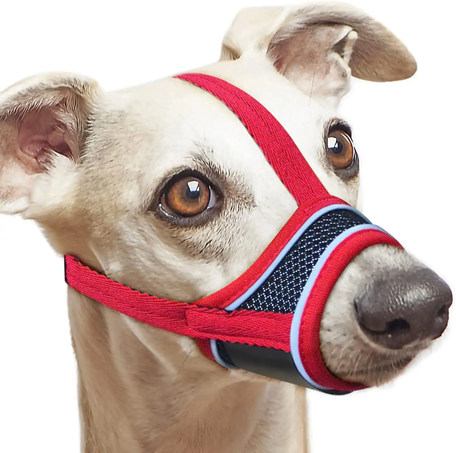 A dog wearing a red and black muzzle against a white background