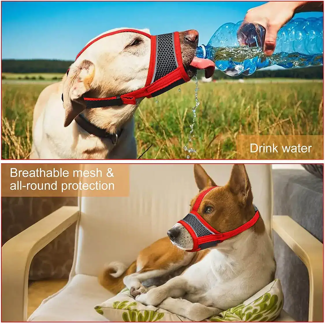 Collage showing a dog wearing a red mesh muzzle while drinking water and resting on a chair.