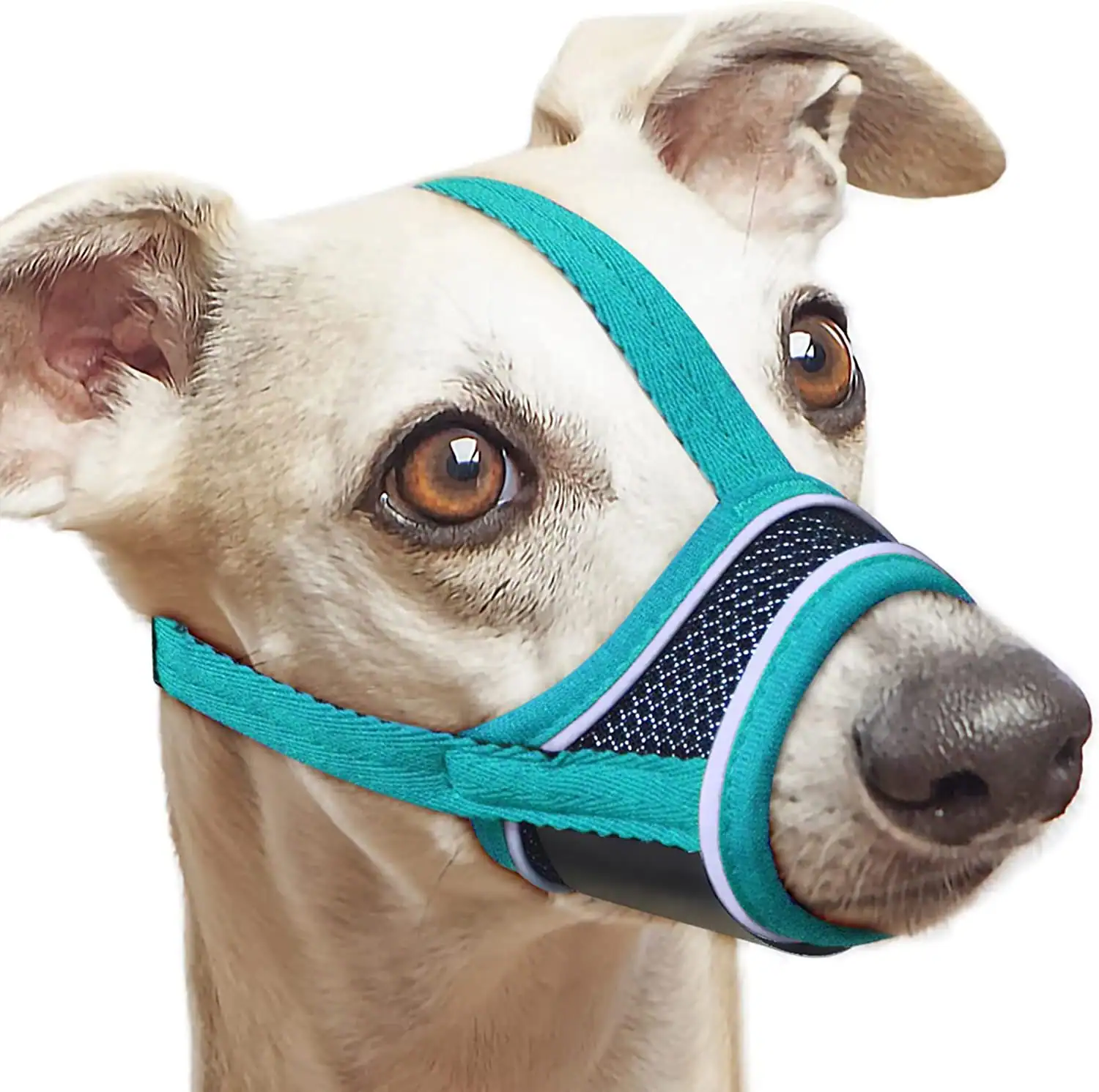 A white dog wearing a teal muzzle with a black mesh nose cage.