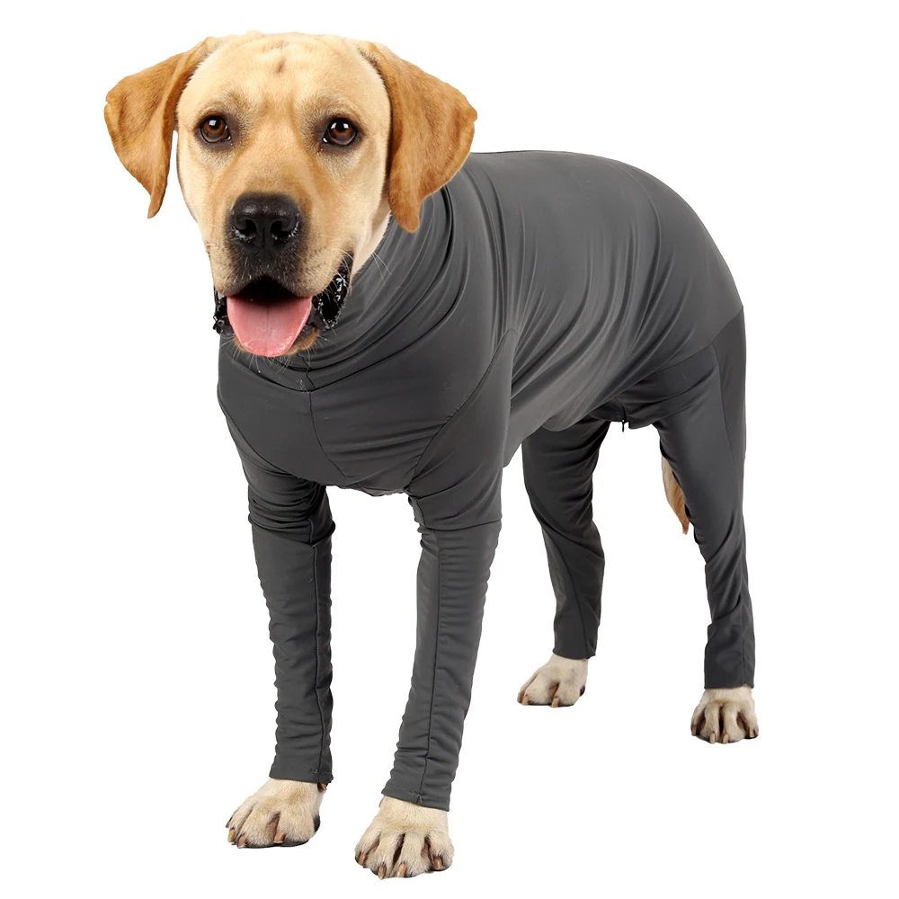 Yellow Labrador wearing a gray, four-legged compression shirt on a white background.