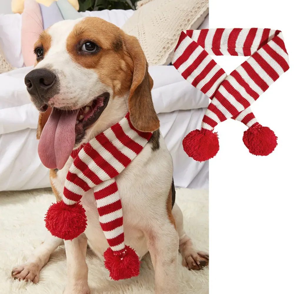 A beagle dog wearing a red and white striped knitted scarf with red pom-poms on the ends.