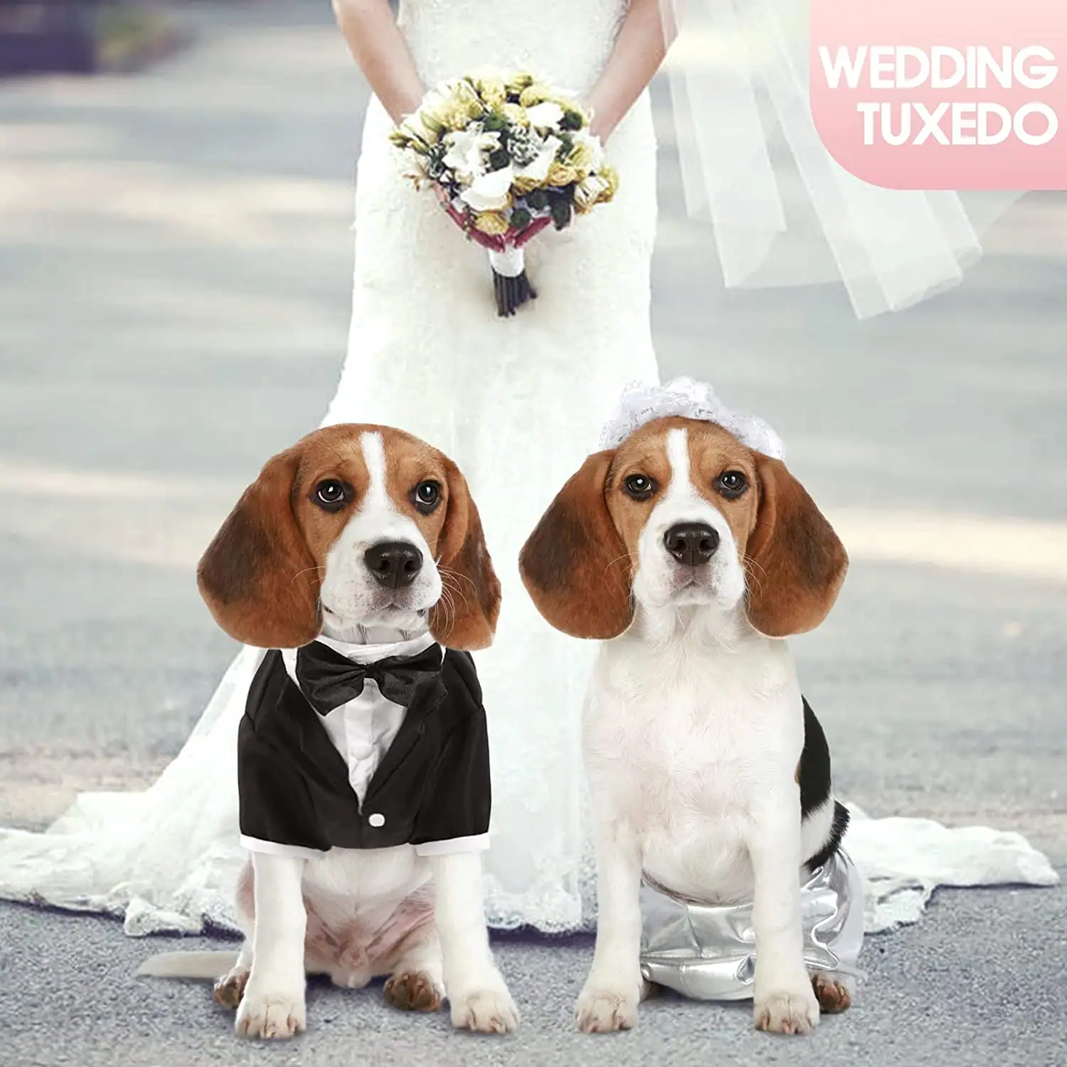 Two beagles sitting on pavement, one wearing a black tuxedo vest and bow tie, the other wearing a silver dress.