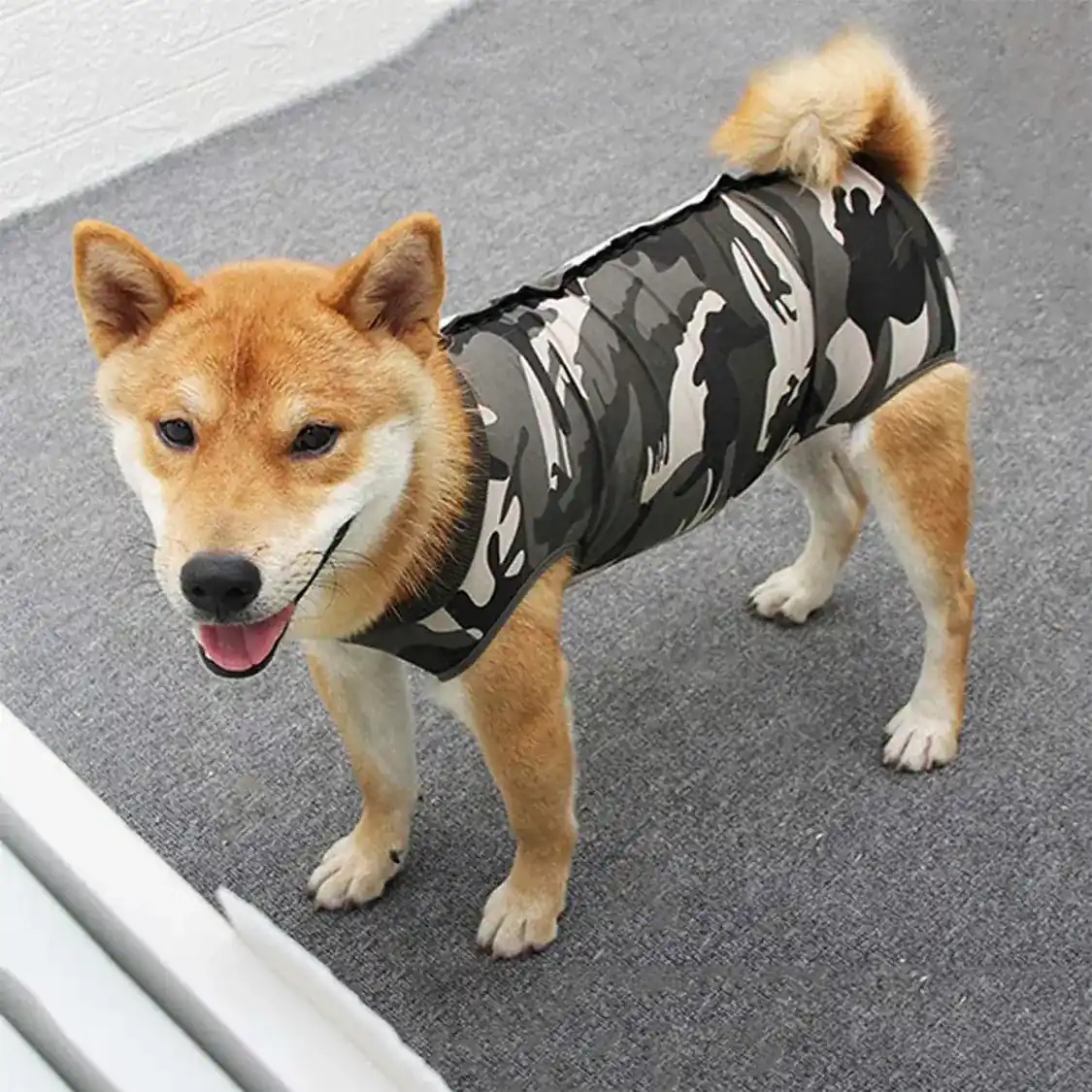 Shiba Inu dog wearing a camouflage pattern vest on a gray surface