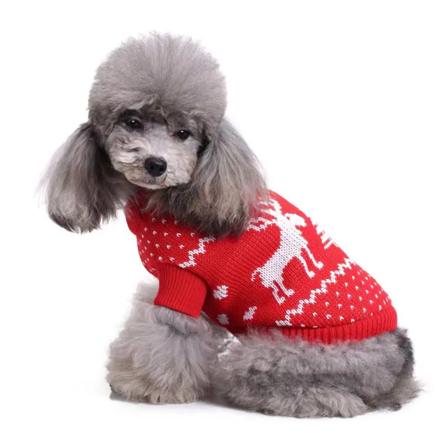 A grey poodle wearing a red knitted sweater with a white reindeer pattern.