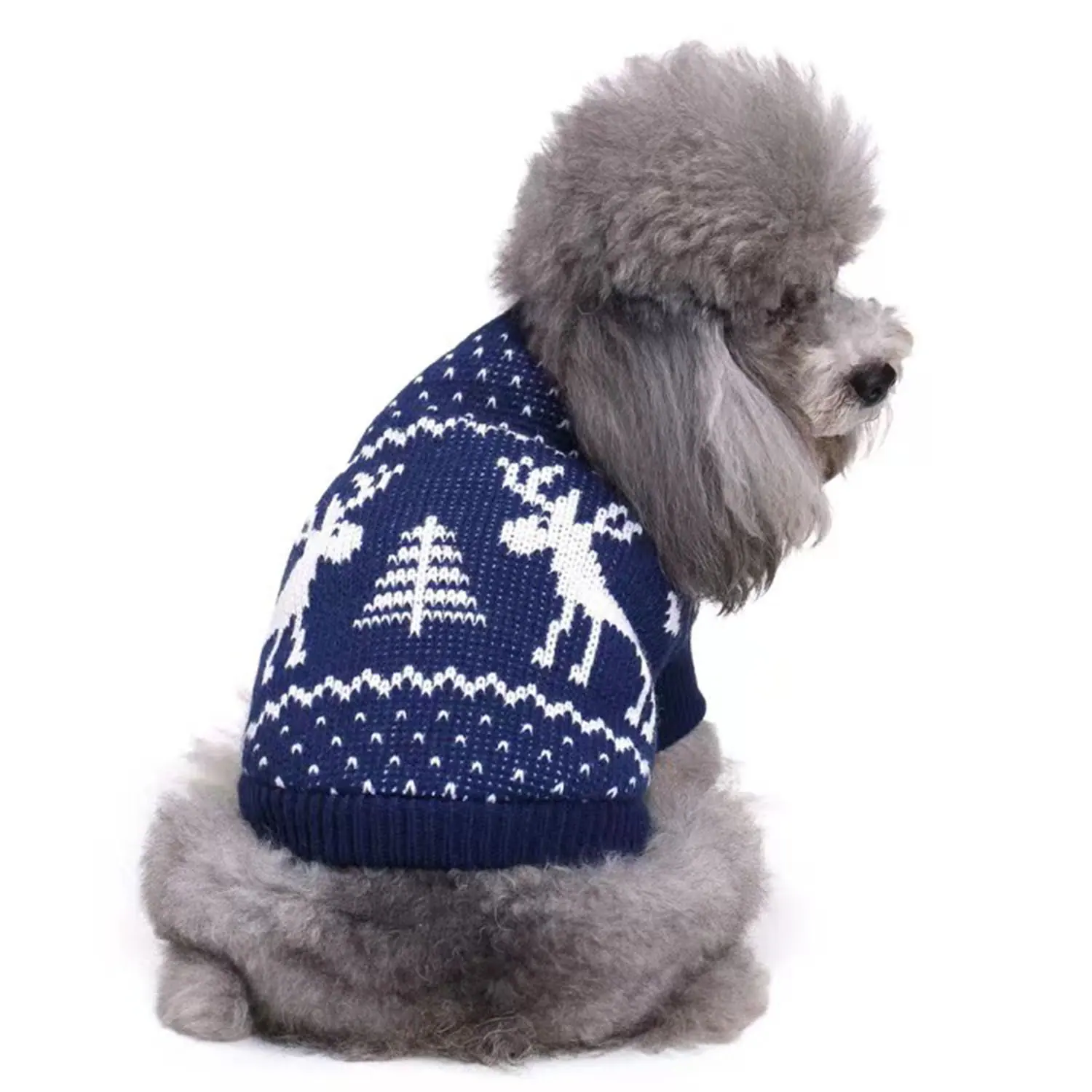 Gray poodle wearing a blue knitted sweater with white reindeer and tree patterns