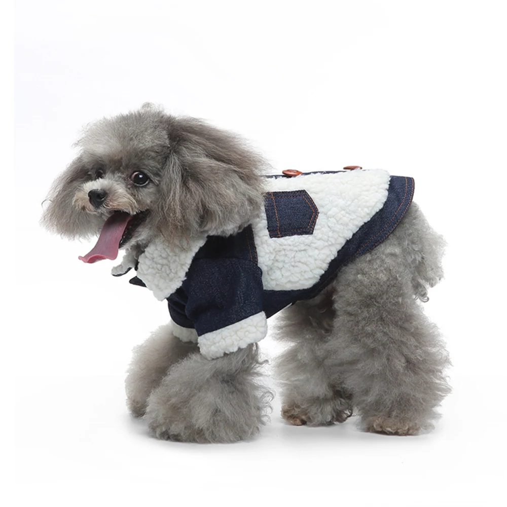 Gray poodle wearing a denim and white sherpa jacket