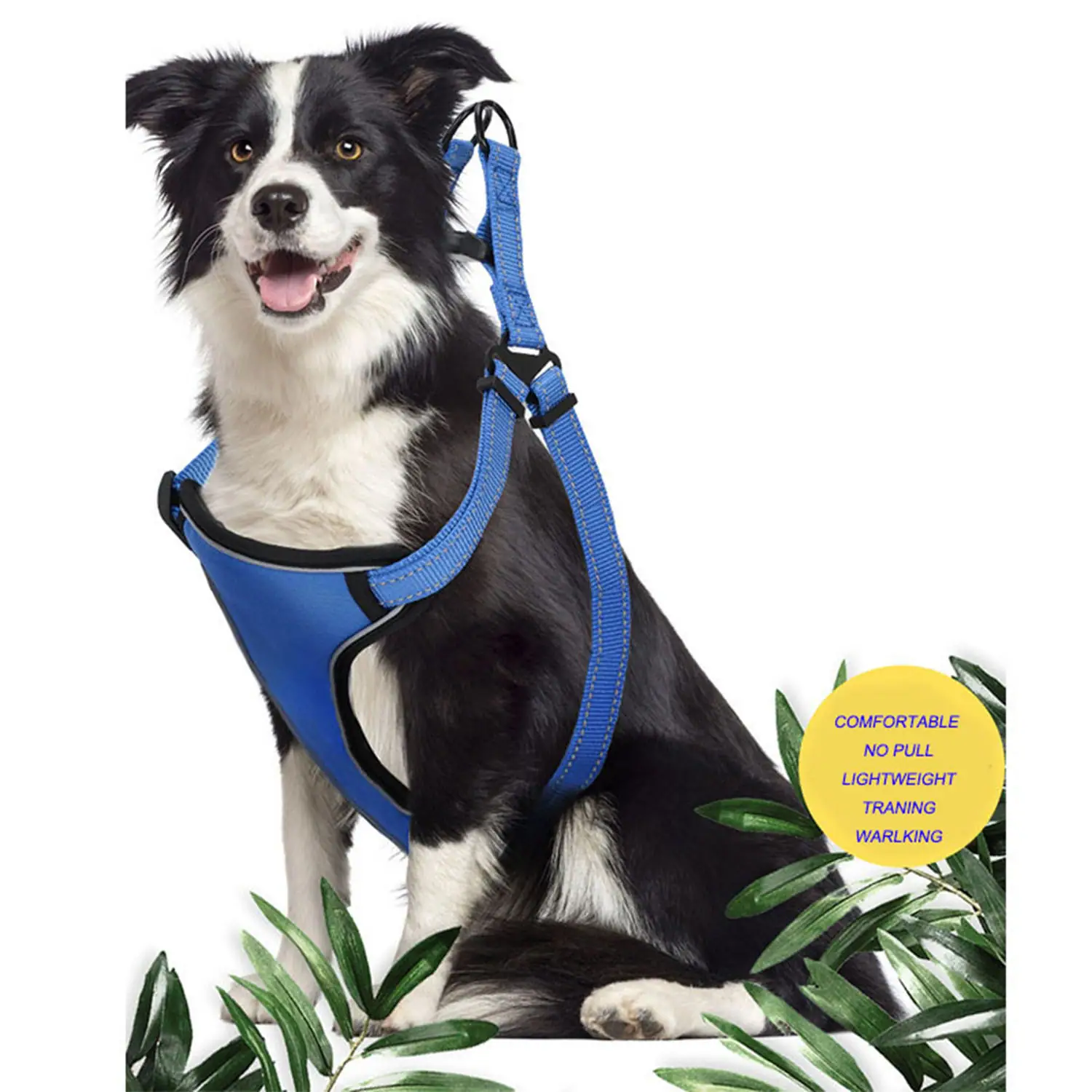 A black and white dog sitting and wearing a blue harness.