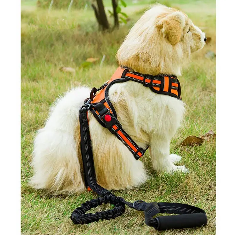 Cream fluffy dog sitting outdoors wearing an orange and black harness connected to a leash with a bungee section and black handle.