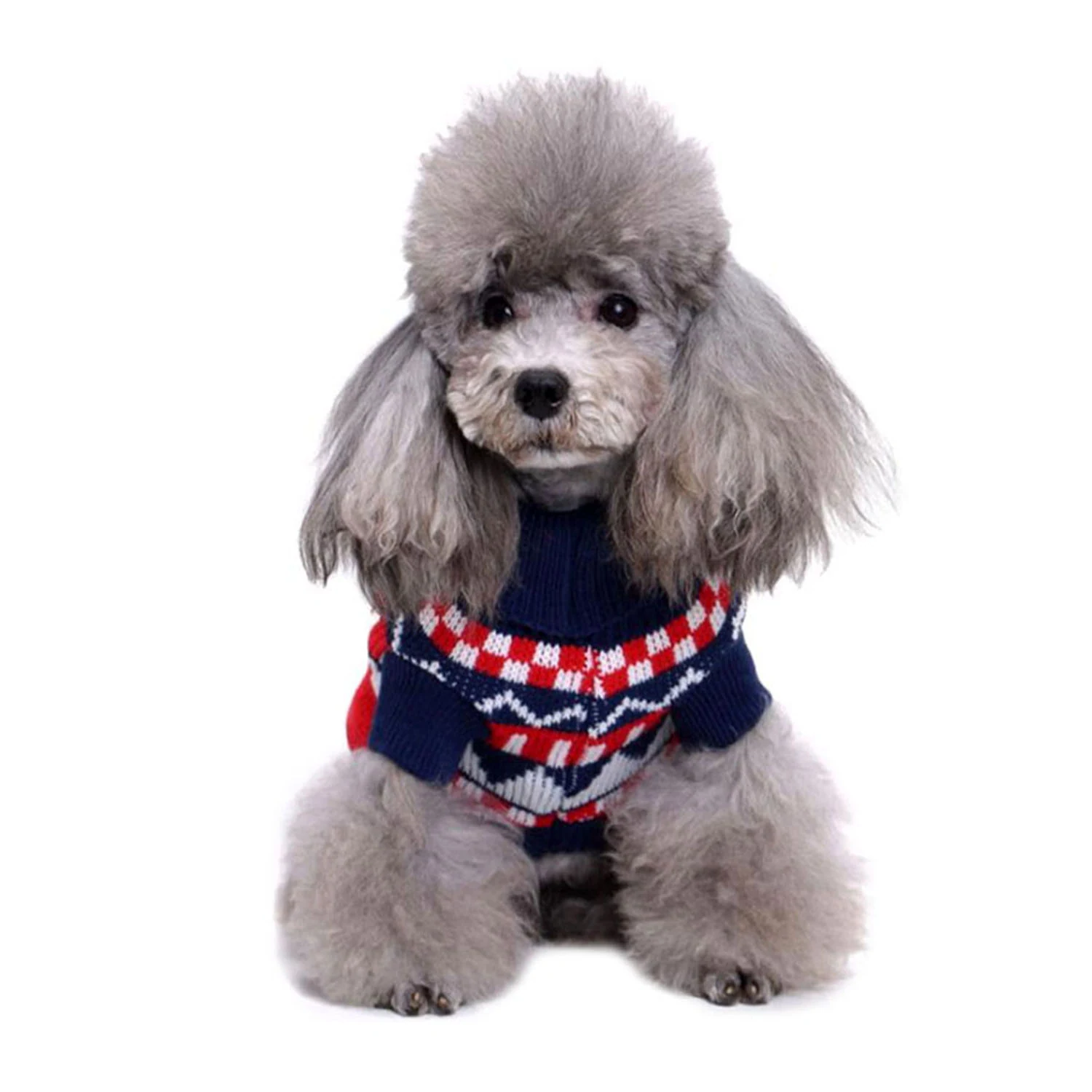 Grey poodle sitting and wearing a red, white, and blue knitted sweater