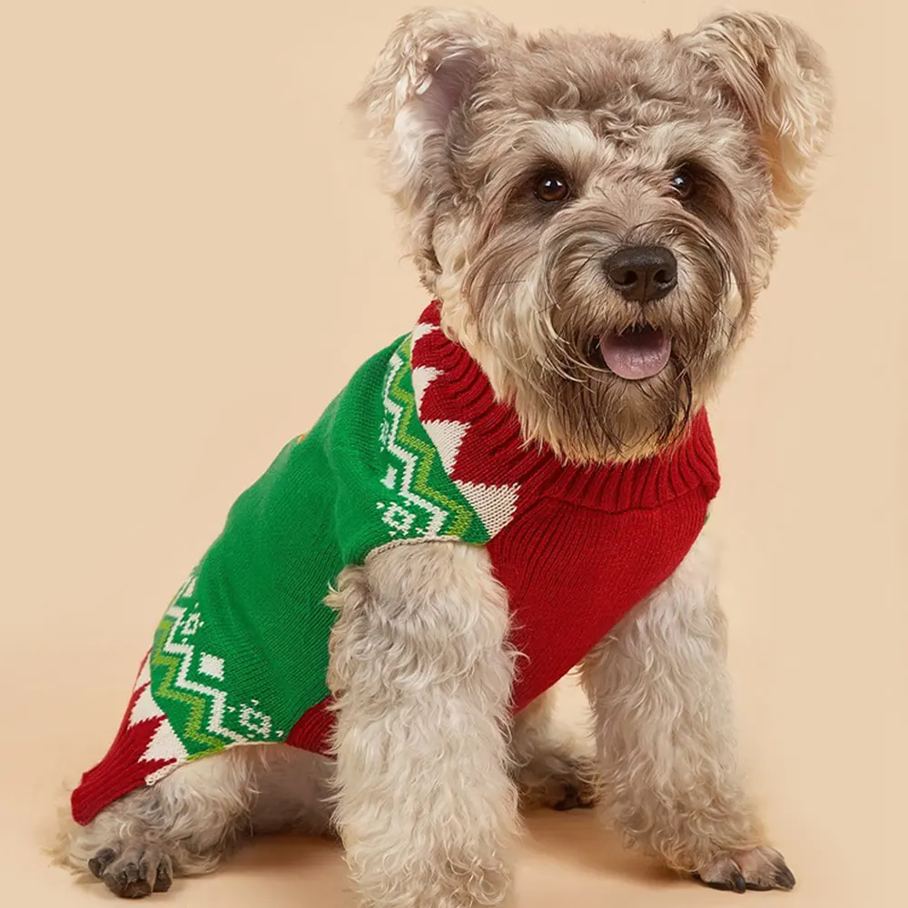 Small scruffy dog sitting and wearing a green and red knitted sweater with a white geometric pattern