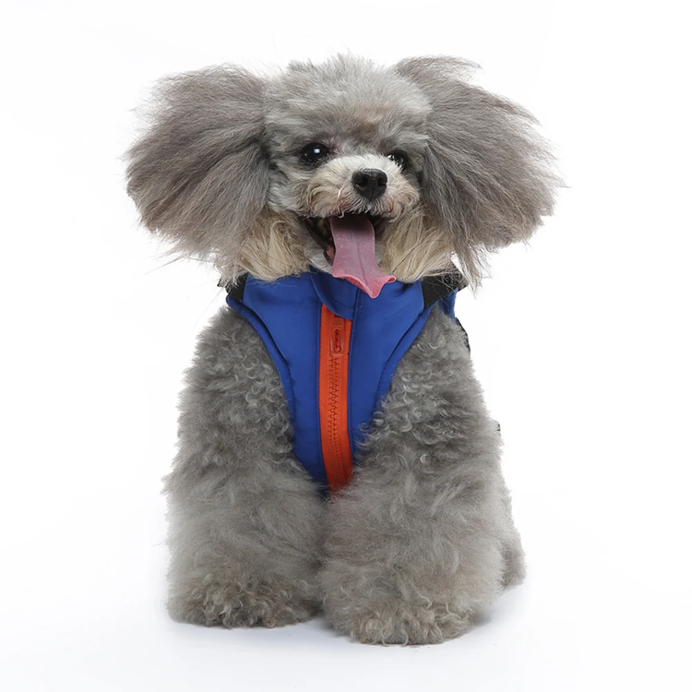 Gray poodle sitting wearing a blue and orange pet life jacket against a white background