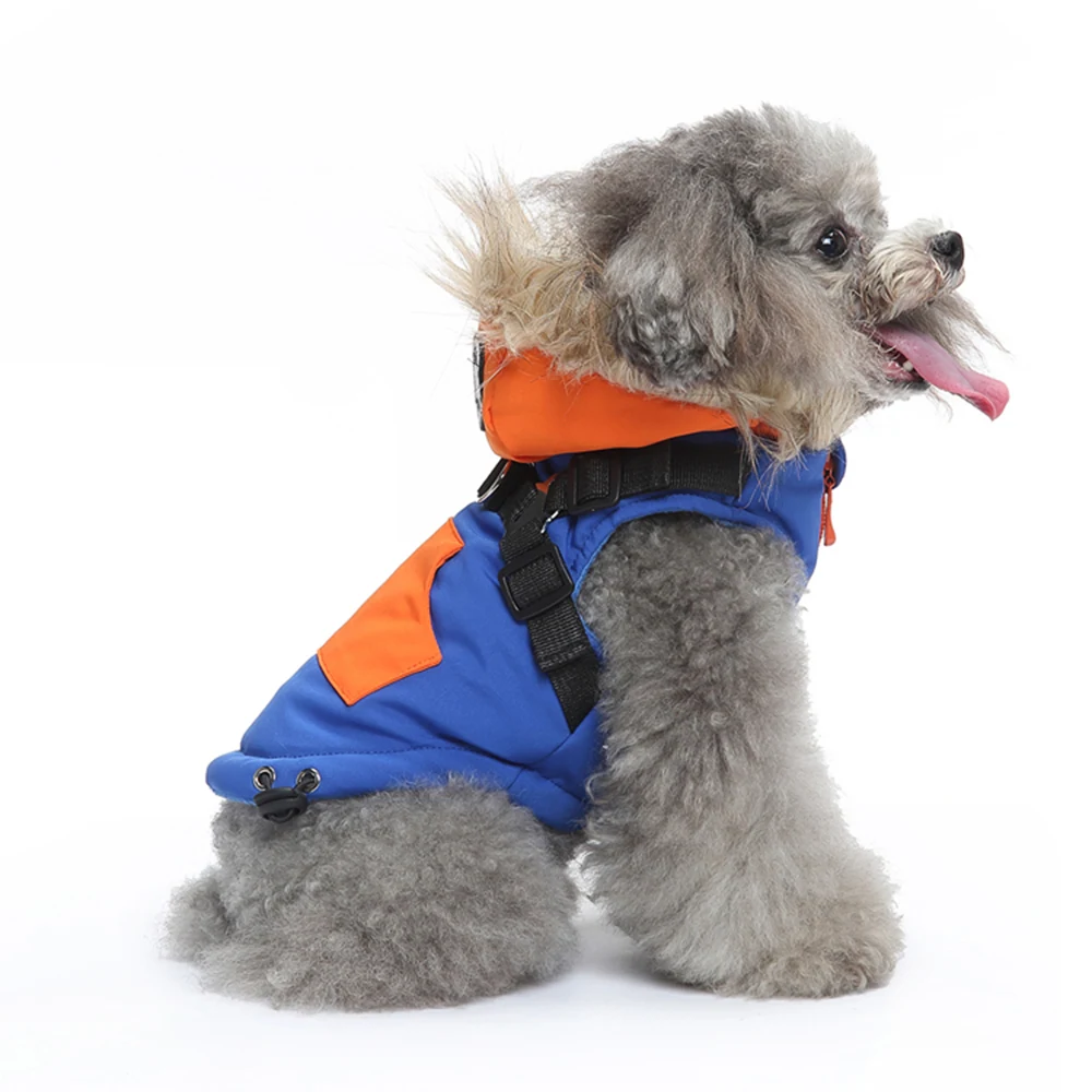 Small gray poodle wearing a blue and orange life jacket sitting on a white background