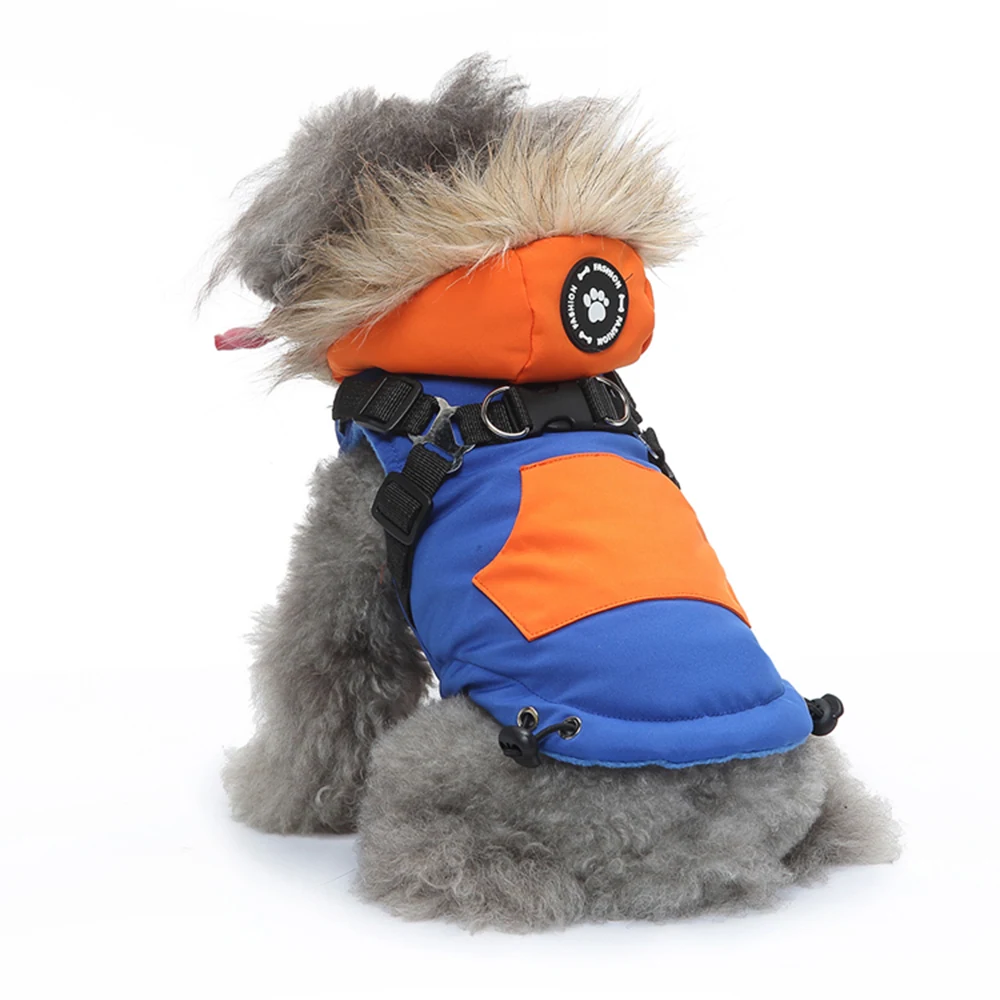 A grey dog wearing a blue and orange winter coat with a fur-lined hood.