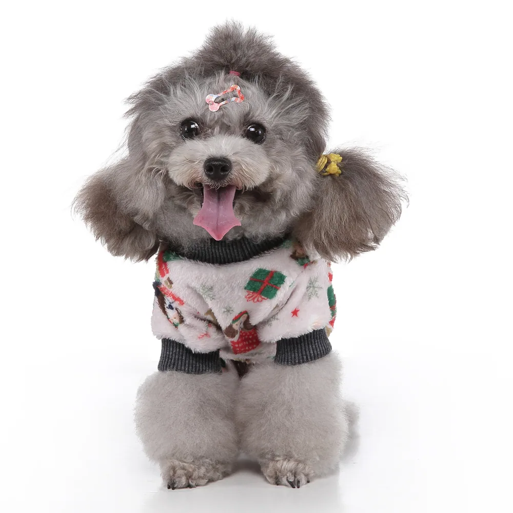 Grey poodle sitting on white background wearing a patterned sweater