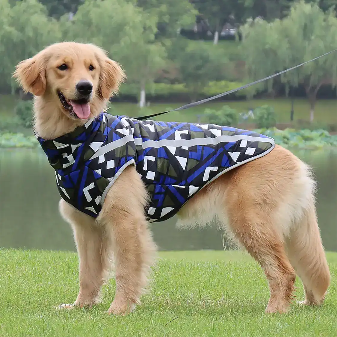 Golden Retriever standing on grass wearing a blue and black geometric patterned dog coat
