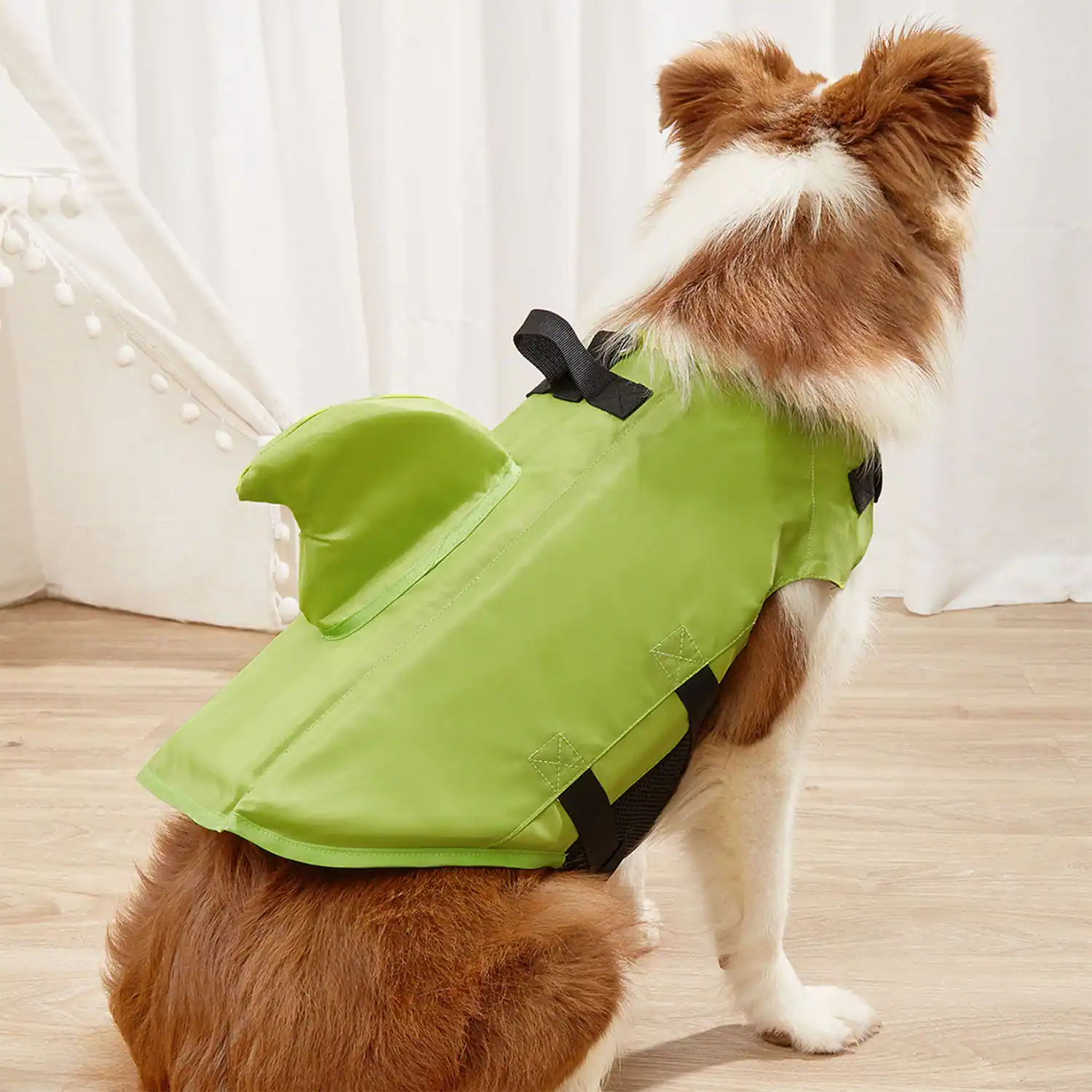 Rear view of a fluffy dog wearing a lime green shark fin costume vest with black straps