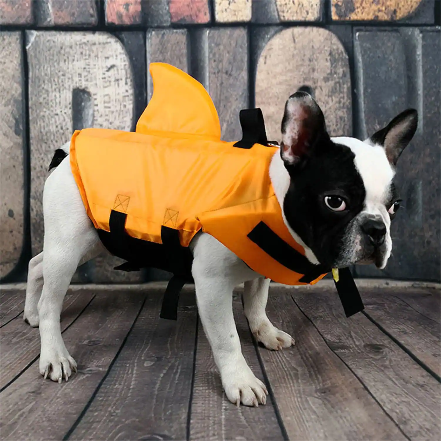 Black and white French Bulldog wearing an orange shark fin life jacket