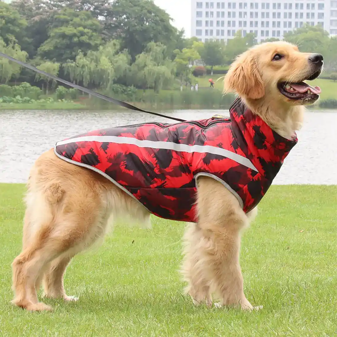 A golden retriever standing on grass wearing a red and black patterned coat with reflective strips.